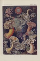 Jellyfish II Poster Jellyfish II Poster